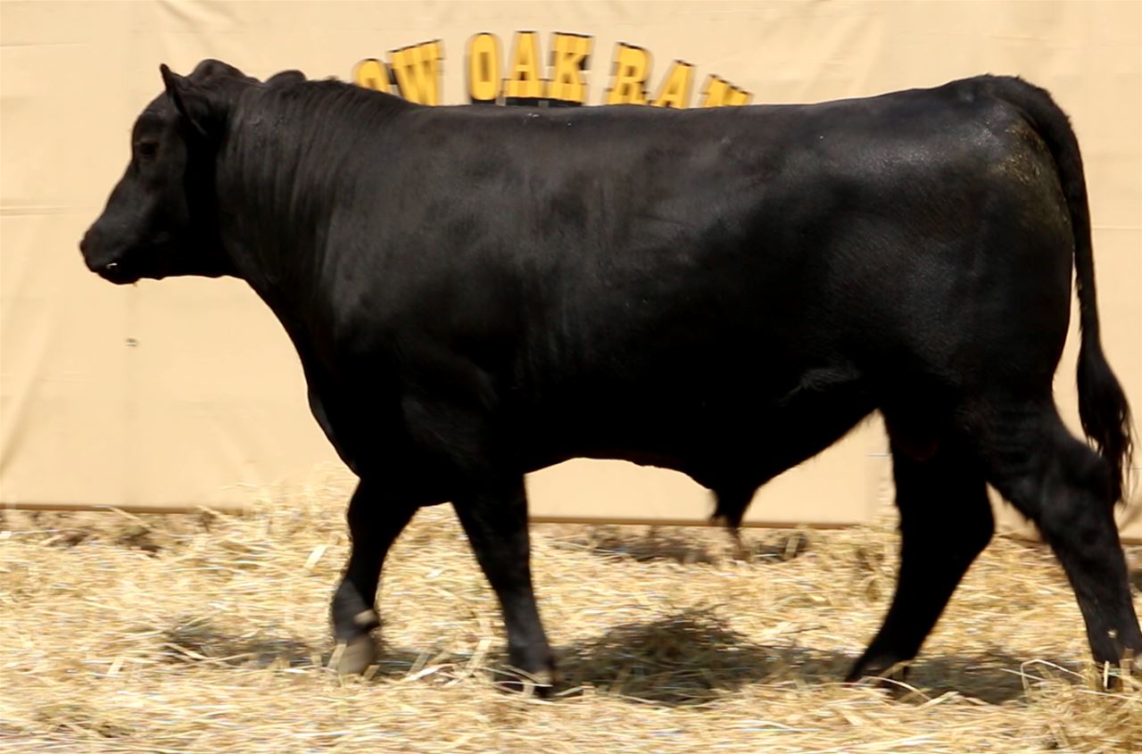Best Black Bulls